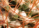 Mammillaria nivosa (2).jpg